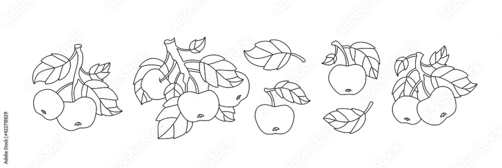 Apple branch and fruit isolated. Set collection. Vector artwork. Vintage style. Coloring book page for adults. Black and white. Bohemian concept for wedding invitation card. Print, poster, wallpaper
