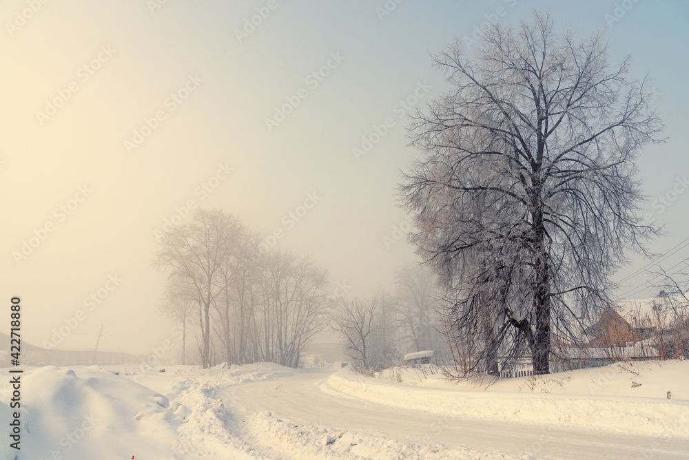 Obraz premium Winter rural road with trees in the fog.