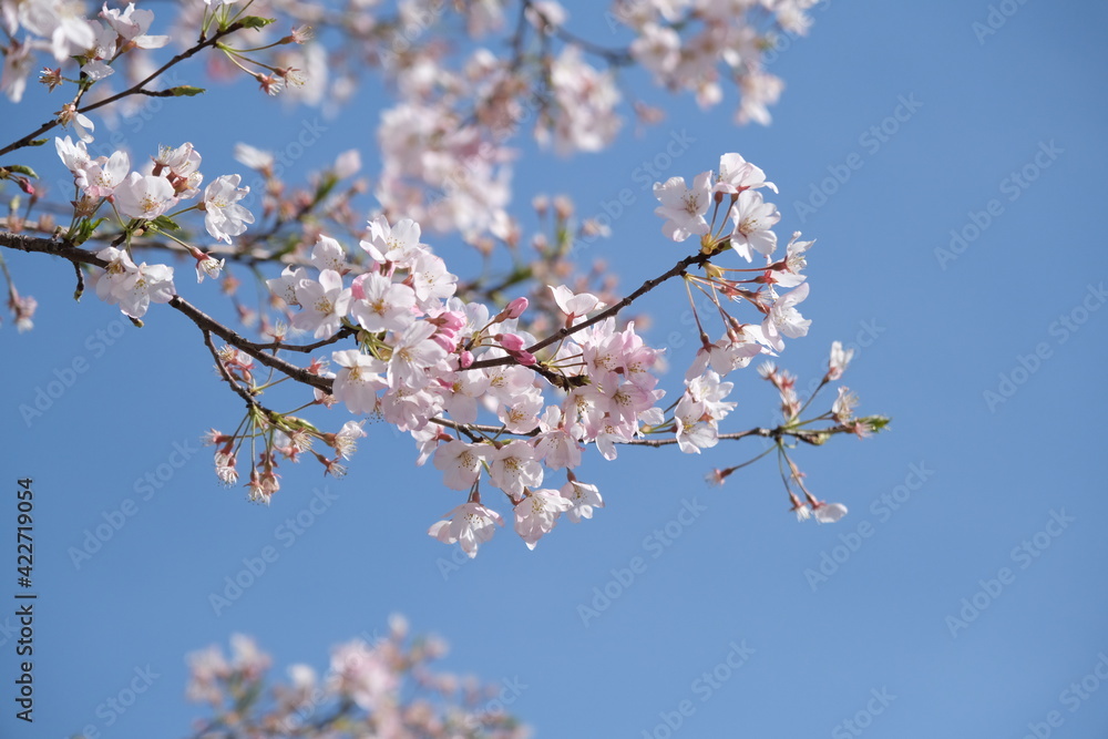 青空と桜の花 青空と桜の花