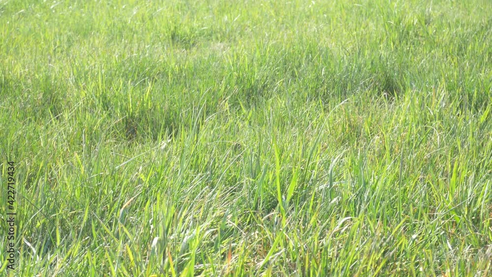 Green meadow in springtime. Grass blowing in the wind. Close up Green meadow in springtime. Grass blowing in the wind. Close up
