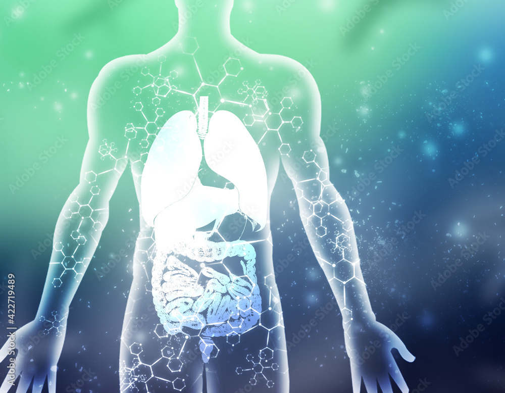 2d illustration human digestive system
2d illustration human digestive system