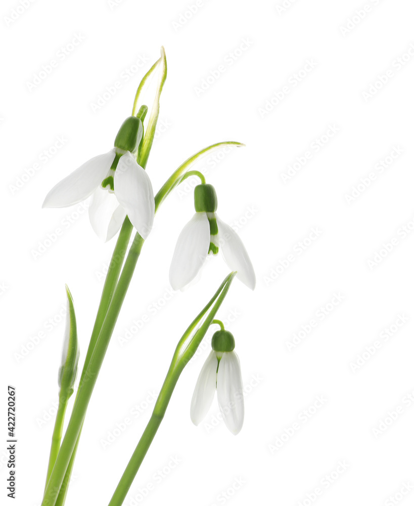 Obraz premium Beautiful snowdrops on white background. Spring flowers