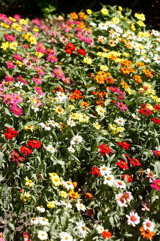 Blühende bunte Sommerblumen, Blumenbeet, Deutschland, Europa