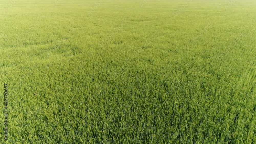 Moving forward over a grain field, Russia Moving forward over a grain field, Russia