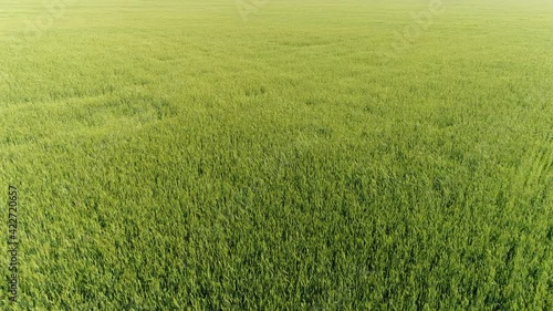 Wallpaper Mural Moving forward over a grain field, Russia Torontodigital.ca