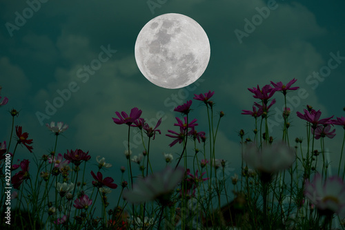 Full moon with cosmos flowers silhouette in the night.	 photo