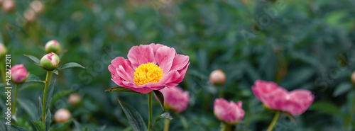 Beautiful pink peonies in the garden.