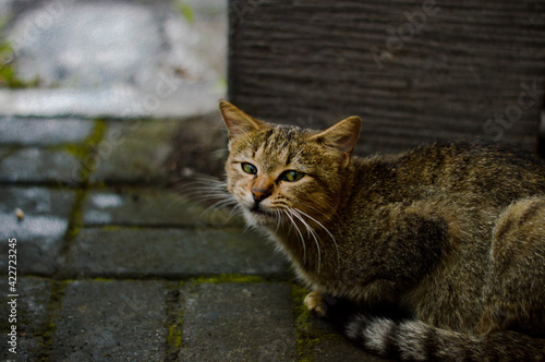 Smiling Cat on The Street