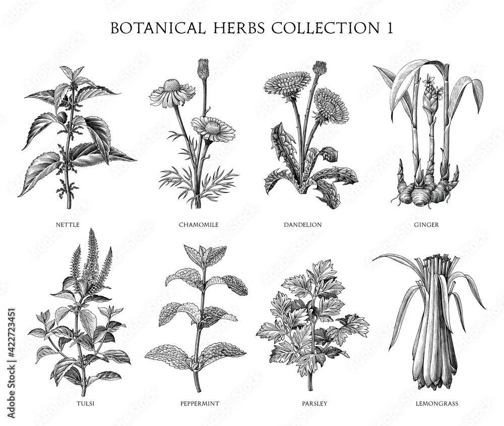 Botanical herbs collection hand draw engraving style black and white