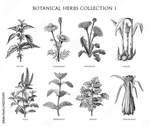 Botanical herbs collection hand draw engraving style black and white clip art isolated on white background