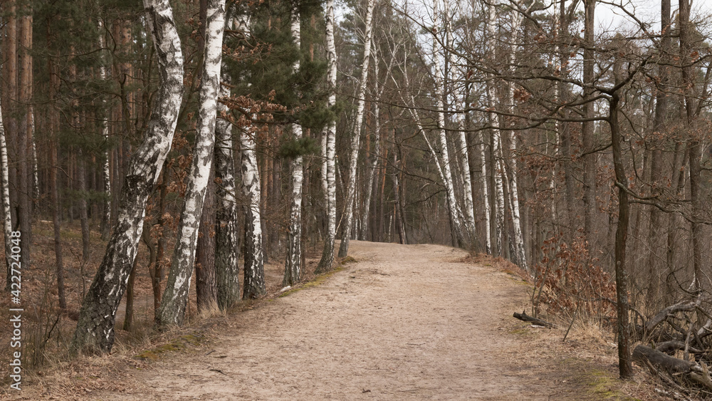 Naklejka premium path in the woods