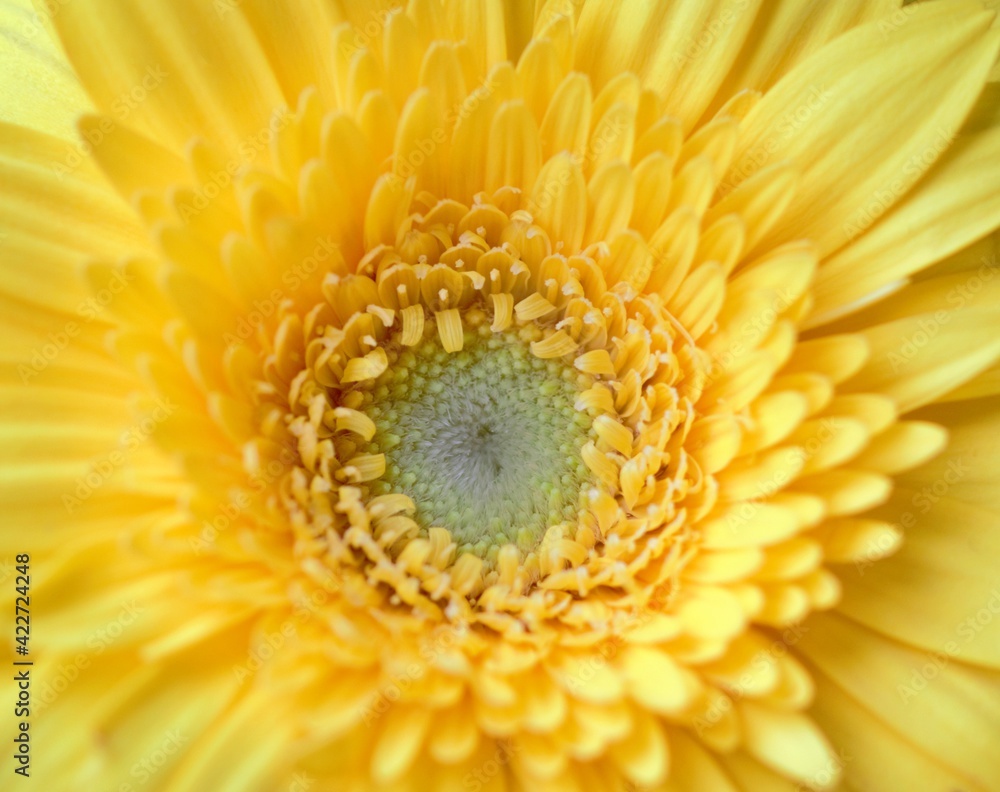 Yellow Gerbera flower centre closeup - stock photo.jpg Yellow Gerbera flower centre closeup - stock photo.jpg