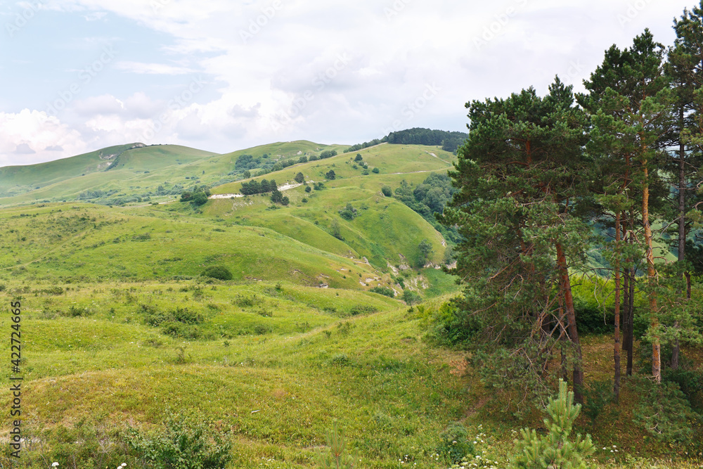 Marvellous landscape with pine trees, meadows and forests in foothills of North Caucasus.