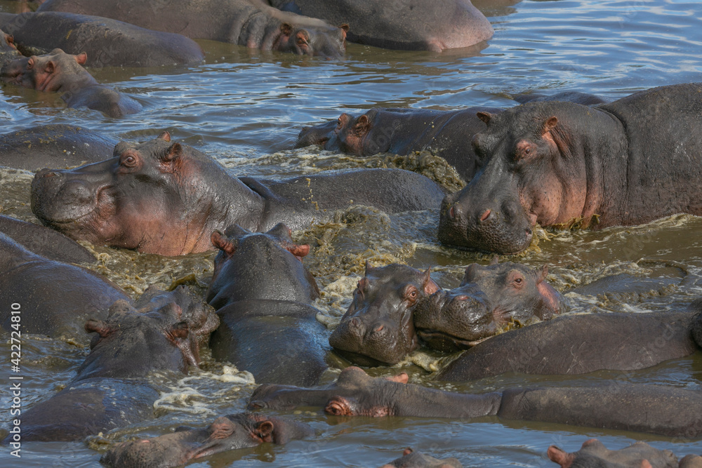 Fototapeta premium Hippos in the water in Serengeti National Park of Tanzania, East Africa