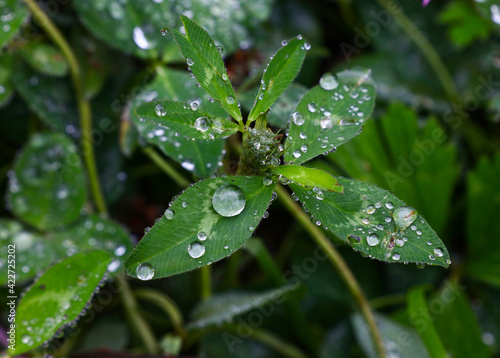 Rain or dew drops on green clover leaves