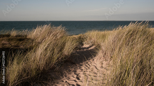 Chemin dans les dunes de l   le d Ol  ron