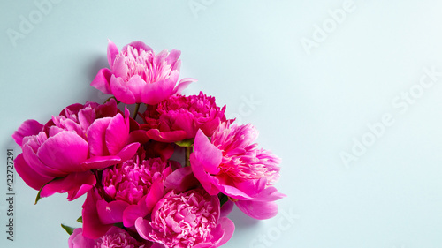 Beautiful pink peony flowers on blue background. Top view, flat lay, copy space. © geshas