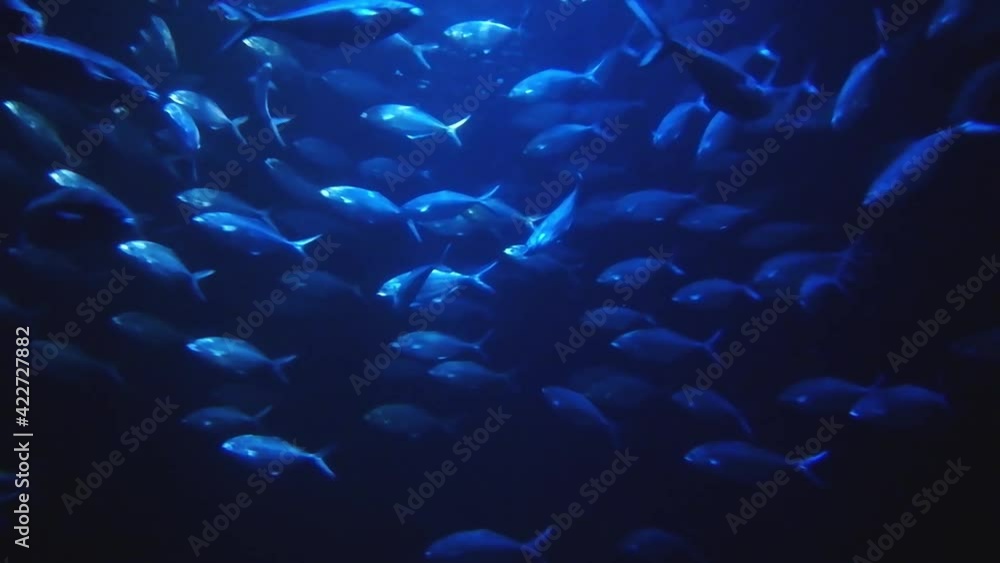 Bony fish (Osteichthyes) swimming in a cylinder formation to save energy during their migrations and to protect themselves from predators Bony fish (Osteichthyes) swimming in a cylinder formation to save energy during their migrations and to protect themselves from predators