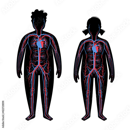 Blood system in obese body