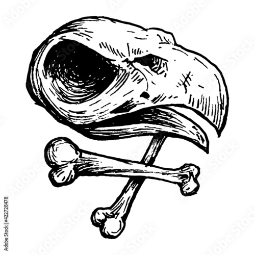 Etched vector illustration. Contemporary street art work. Hand drawn ink sketch of dead bird skull with crossbones. Vulture's beak death sign. End of life mystical animal. Anthropology and remains.