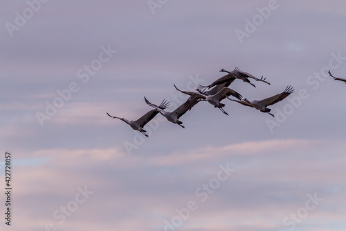 Kraniche im Anflug