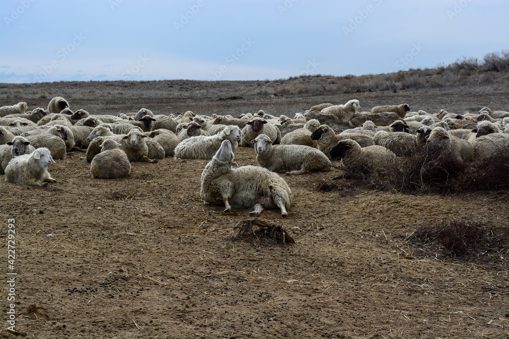 Fototapeta premium Sheep during childbirth. Time of birth of lambs. Kazakhstan, Almaty region. Balkhash.