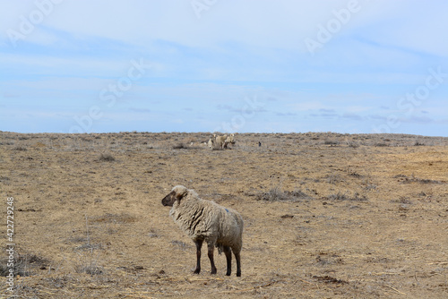 A grazing flock of sheep. Kazakhstan, Almaty region. Balkhash.