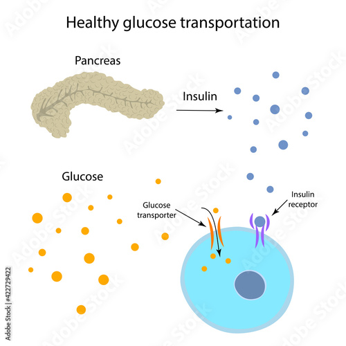 Healthy glucose transportation. Pancreas, insulin receptor, glucose transporter, cell. photo