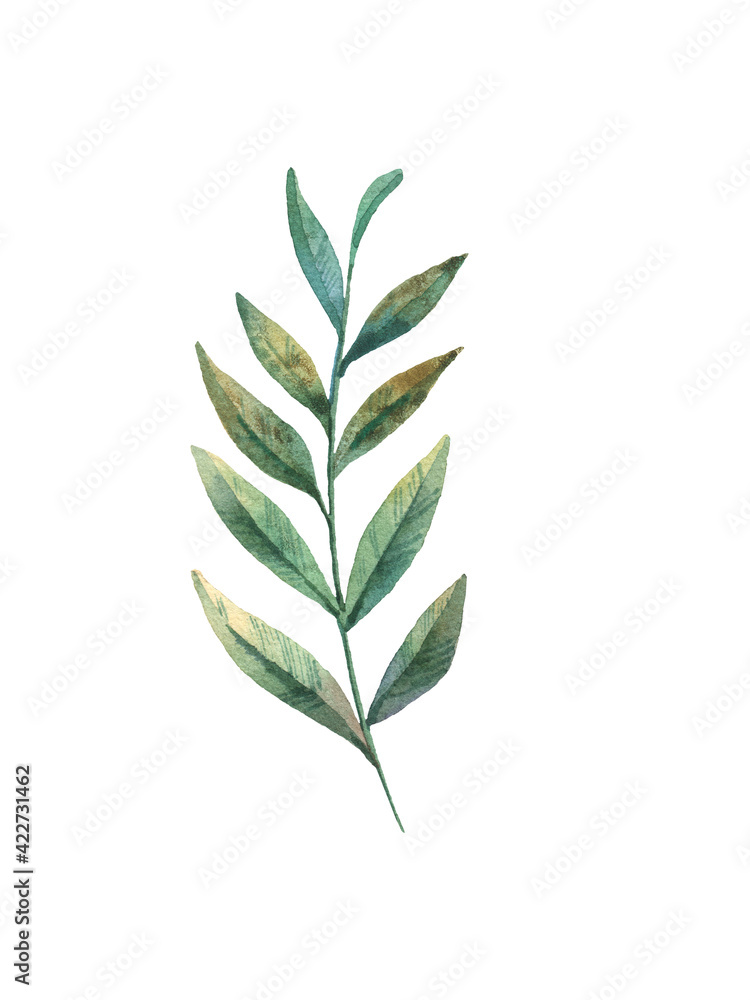 tropical green leaf on white background, cute baby watercolor illustration