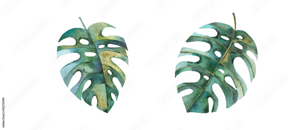 tropical leaf of green monsteras on white background, cute watercolor childrens illustration
