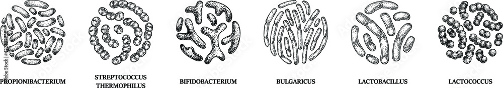 Φωτογραφία Set of hand drawn probiotics bacterias: lactococcus, lactobacillus, bulgaricus, bifidobacterium, propionibacterium, streptococcus
