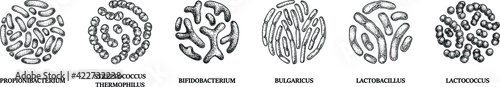 Set of hand drawn probiotics bacterias: lactococcus, lactobacillus, bulgaricus, bifidobacterium, propionibacterium, streptococcus. Vector illustration in sketch style