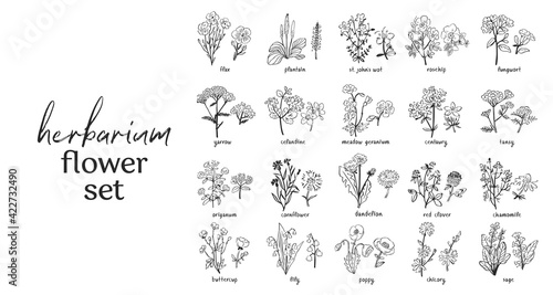 Wild flowers and herbs set isolated on black background. Collection of botanical flowers in vintage style. Elements for herbarium bouquet. Symbols of alternative medicine. Vecrtor illustration.
 photo