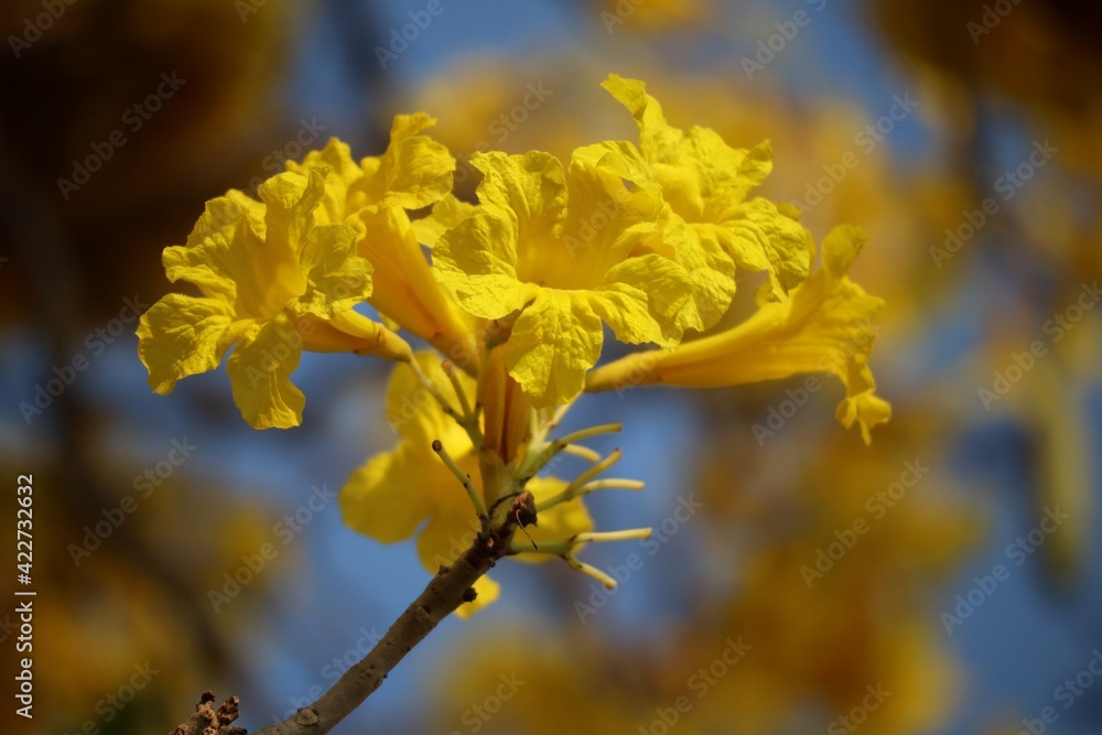The beauty of yellow flowers in the tropical forest, selectable focus, yellow blur nature background.