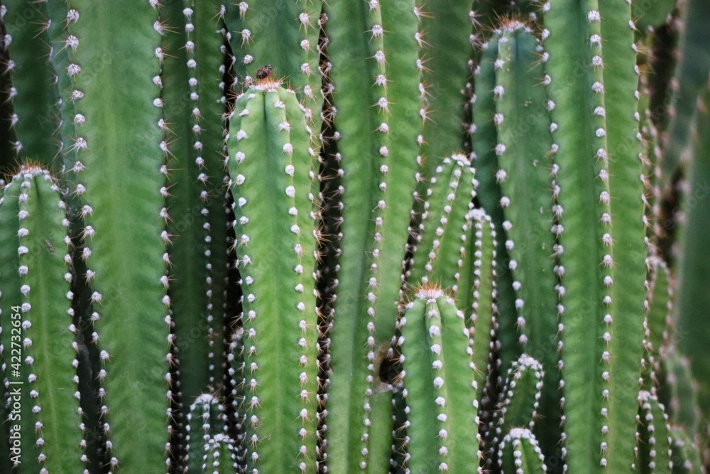 close up of cactus close up of cactus