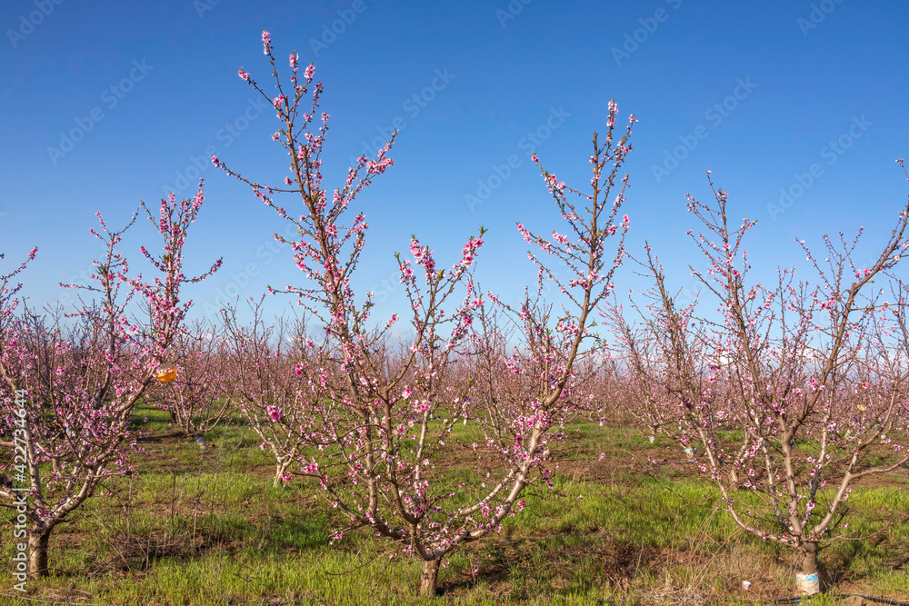 Rows of flowering nectarine trees in an orchard against the background of the sky Rows of flowering nectarine trees in an orchard against the background of the sky