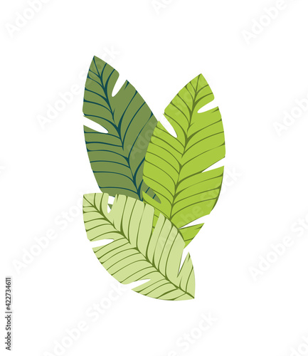 palm leaves foliage