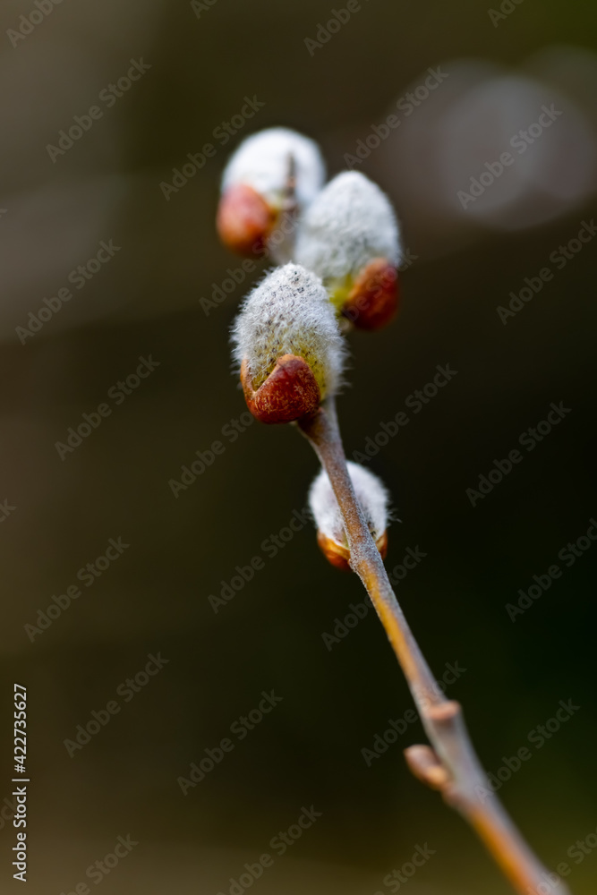 Obraz premium Weide Salix Kätzchen Frühjahr Knospe Frühling Baum Busch Deutschland Ostern Sauerland Nahaufnahme Makro Detail Sonne flauschig weich Haare Blütenstaub Ast Zweig Brauch