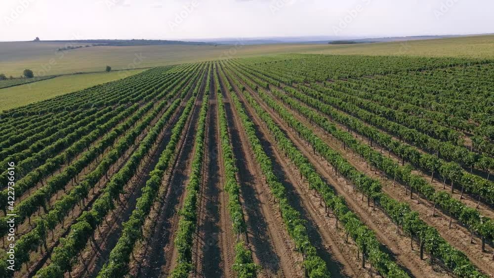 Beautiful view of a large green field of vineyard taking video with drone concept of farming industry. Beautiful view of a large green field of vineyard taking video with drone concept of farming industry.