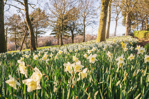 Lots of white and yellow daffodils flowers blooming in Parc Llewelyn, British park in spring, Swansea, Wales, UK photo