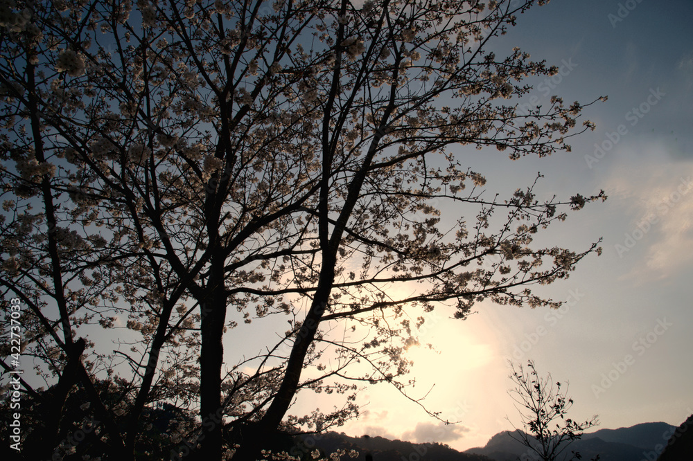 Cherry blossoms in full bloom before sunset. Cherry blossoms in full bloom before sunset.