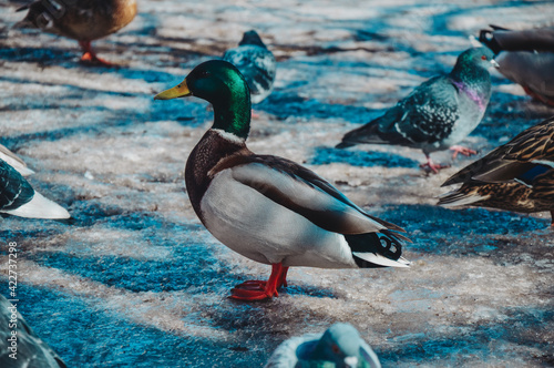 Ducks and drakes in the city in winter. Urban birds on the ice. Wintering of hungry ducks. Pigeons.