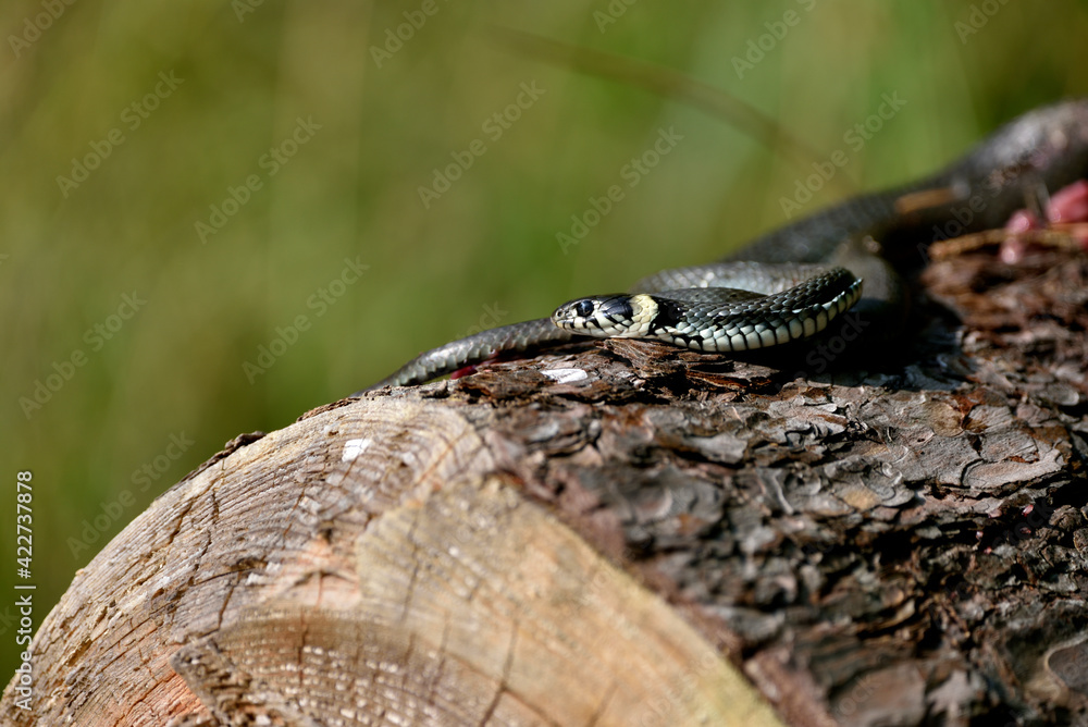 Fototapeta premium a grass snake basking in the sun lying on a pine tree trunk