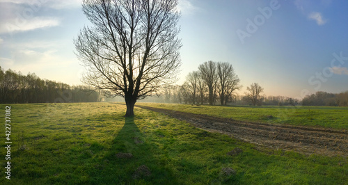 silhouette of a tree on a meadow in the morning light  Velky Lel  Slovakia