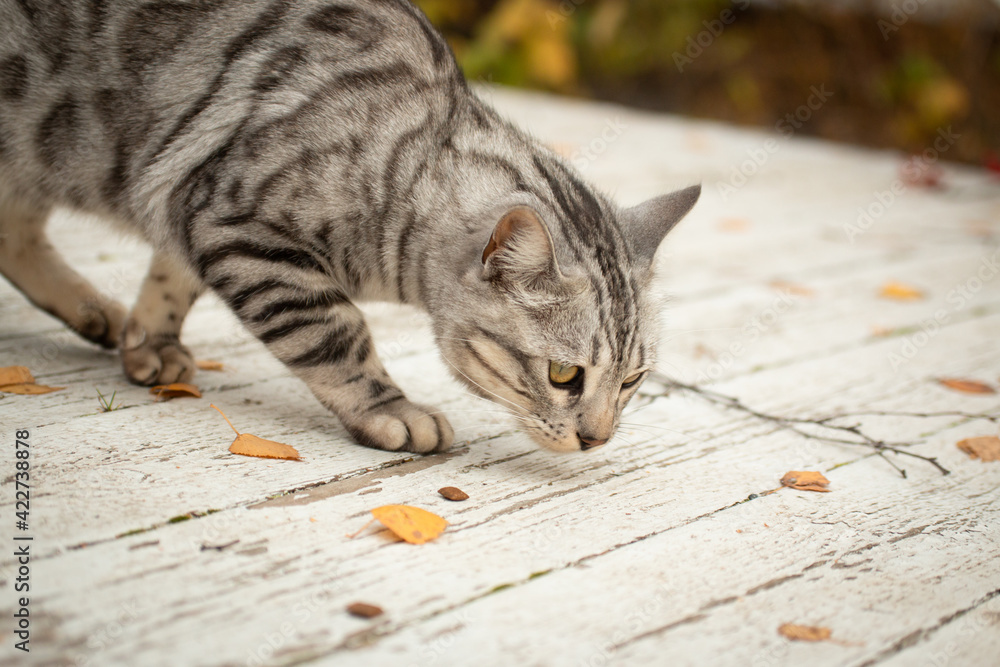 Striped cat steals, sniffing food in autumn Striped cat steals, sniffing food in autumn