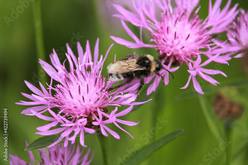 Closeup shot of a bee collecting pollen in a thistle flower photo