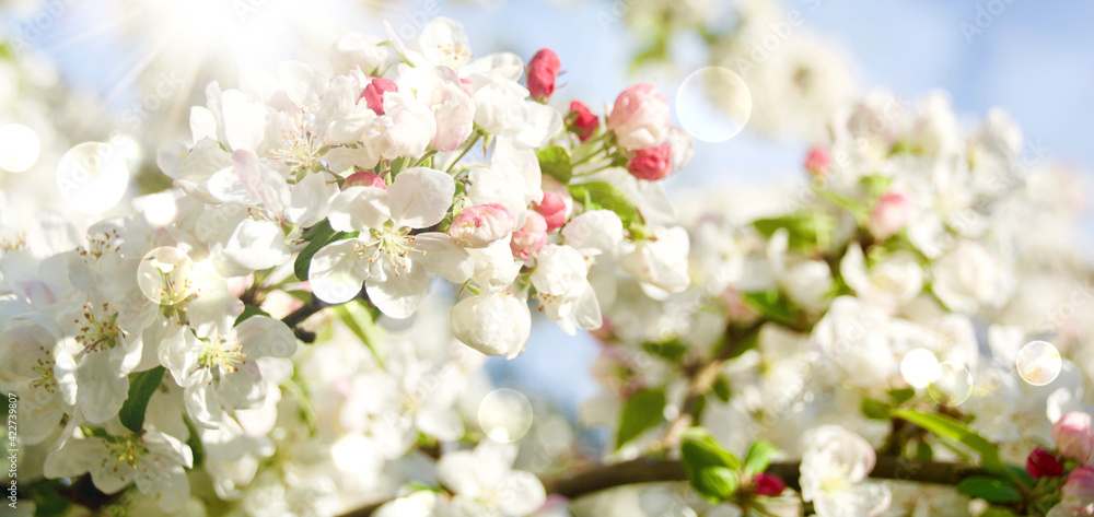 apple tree with blossoms in the garden - spring background banner