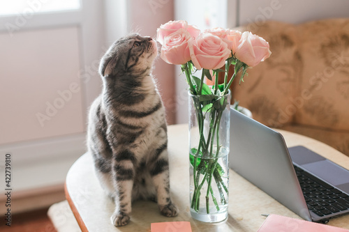 Foto Gray cat sniffing pink roses in glass vase at home