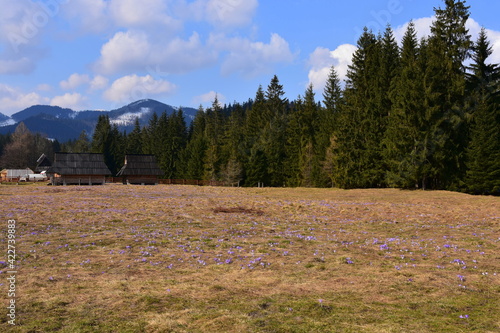 Krokusy w Tatrach, szafran spiski, łany kwiatów w TPN