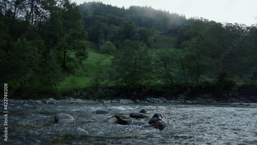 Wild stream flowing through stone rapids. View of mountain river and forest. Wild stream flowing through stone rapids. View of mountain river and forest.